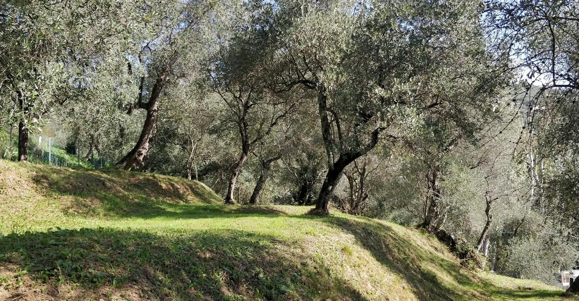 Villa Olivemare B&B Pietrasanta