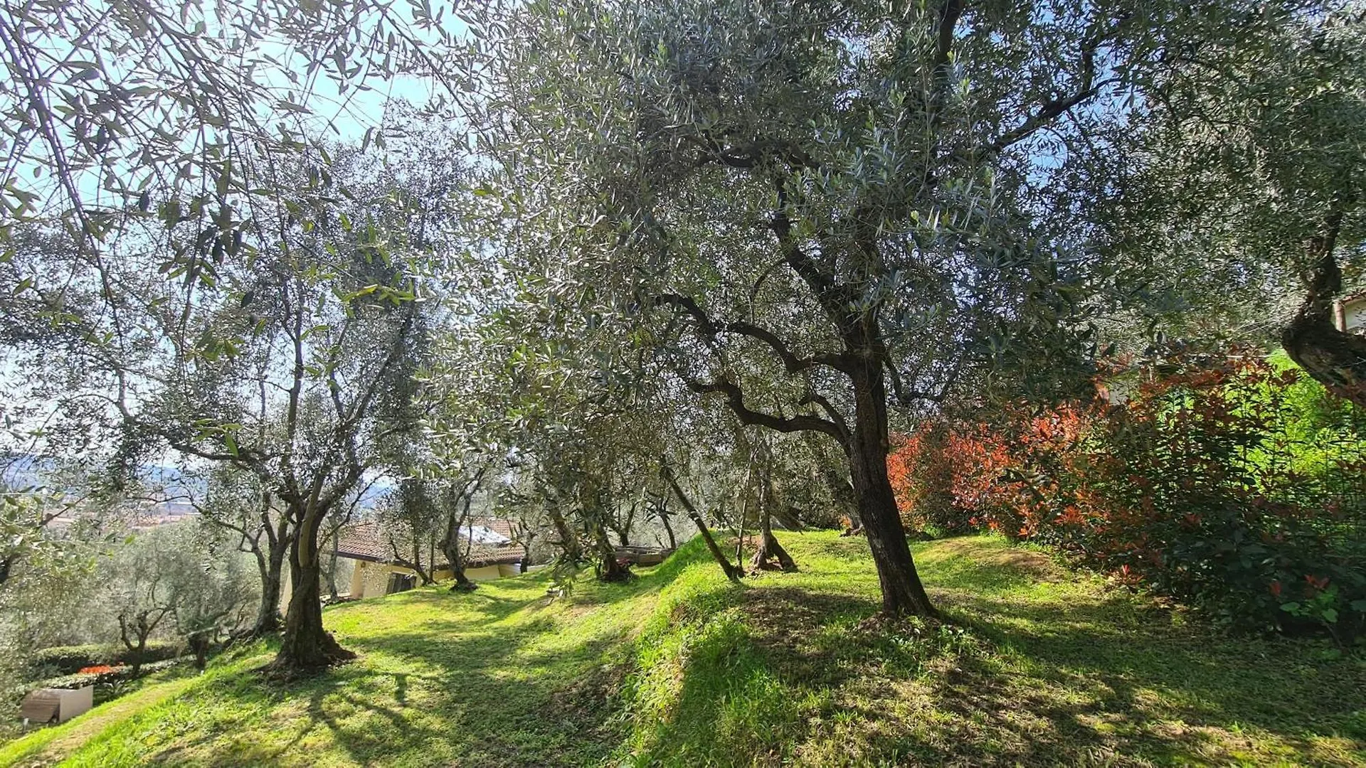 Villa Olivemare B&B Pietrasanta 0*,